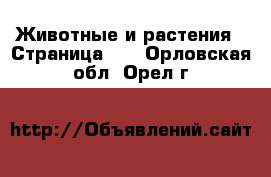  Животные и растения - Страница 13 . Орловская обл.,Орел г.